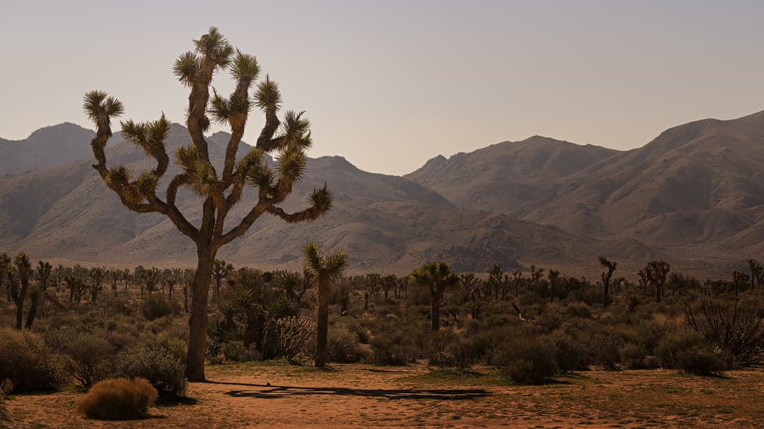 Joshua Tree